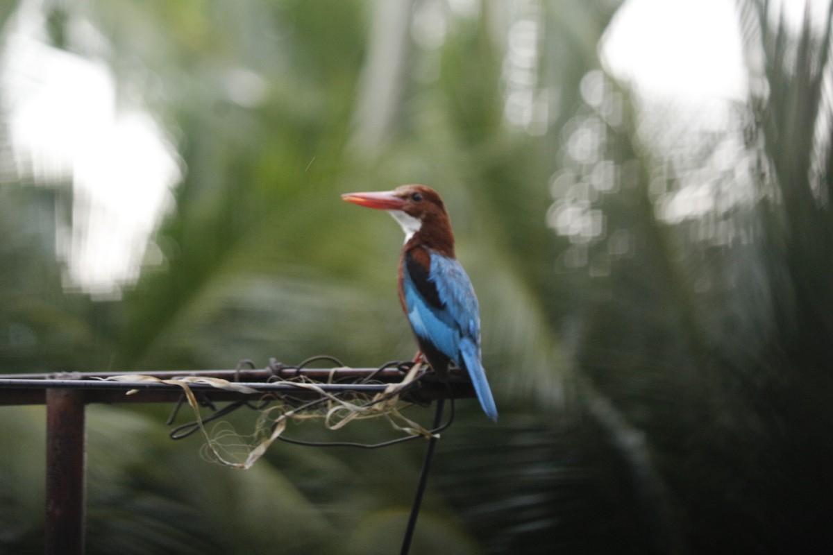 White-throated Kingfisher - ML638755626
