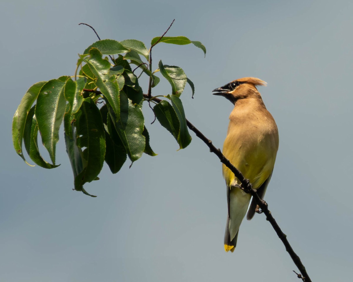 Cedar Waxwing - ML638755631
