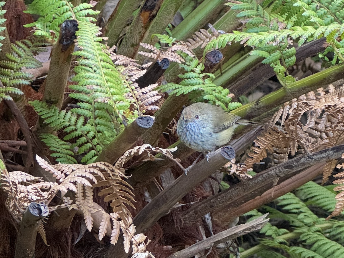 Brown Thornbill - ML638755643