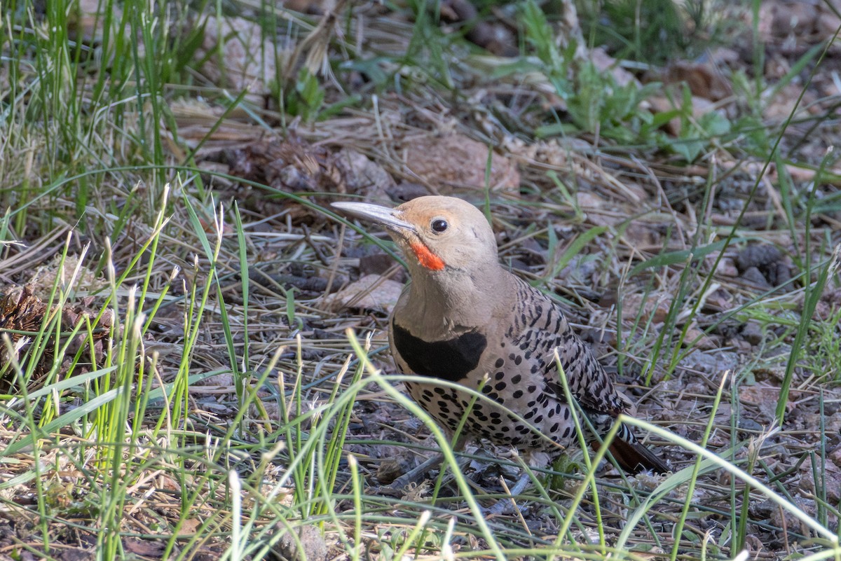 Northern Flicker - ML638755699