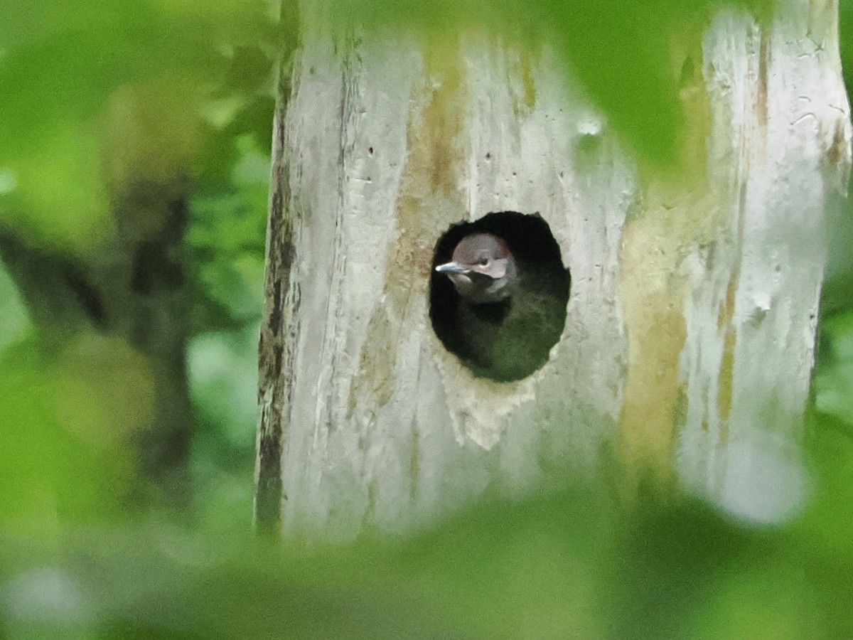 Northern Flicker (Yellow-shafted) - ML638755707