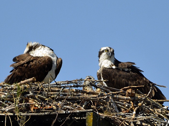 Osprey - Robin Sowton