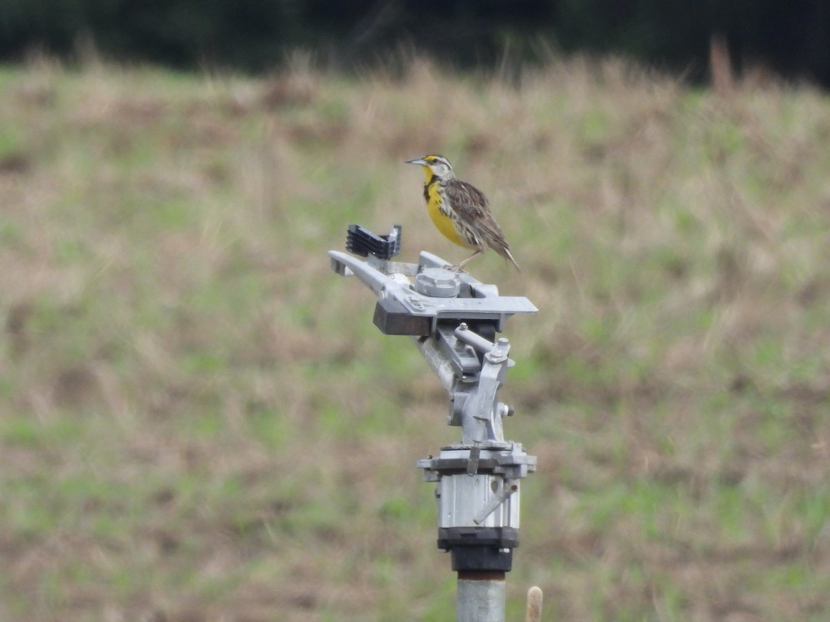 Eastern Meadowlark - ML638755722