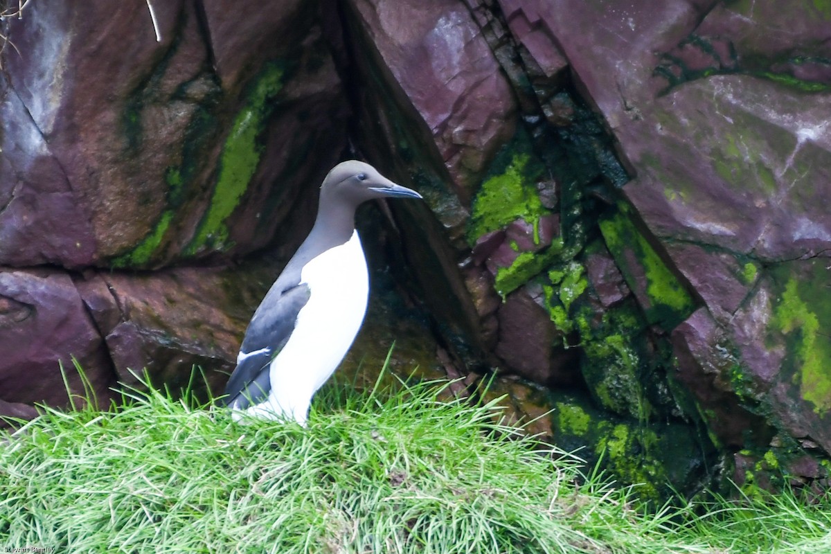 Common Murre - ML638755726