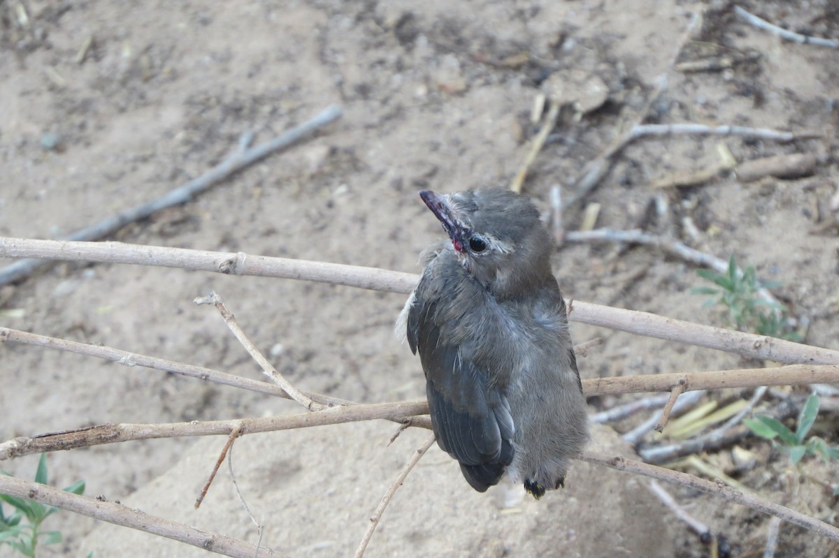 Cedar Waxwing - ML638755752