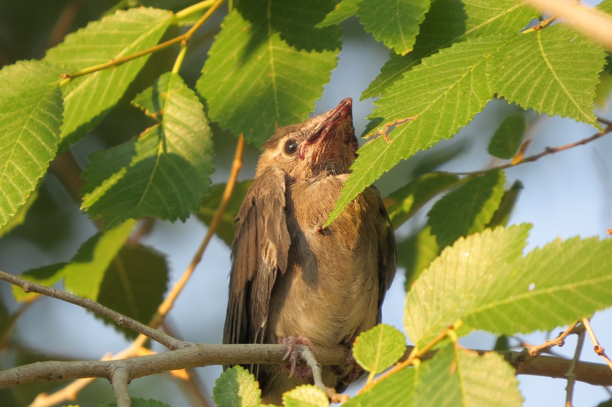 Cedar Waxwing - ML638755774