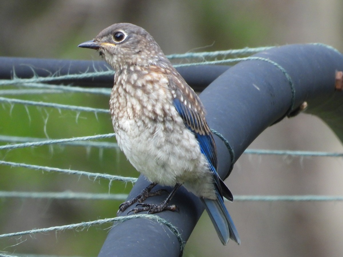Eastern Bluebird - ML638755775