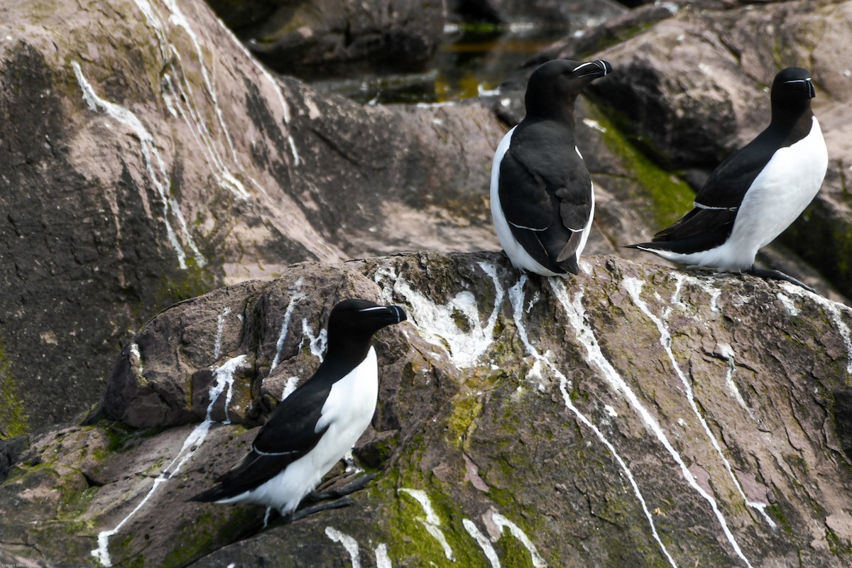 Razorbill - ML638755797
