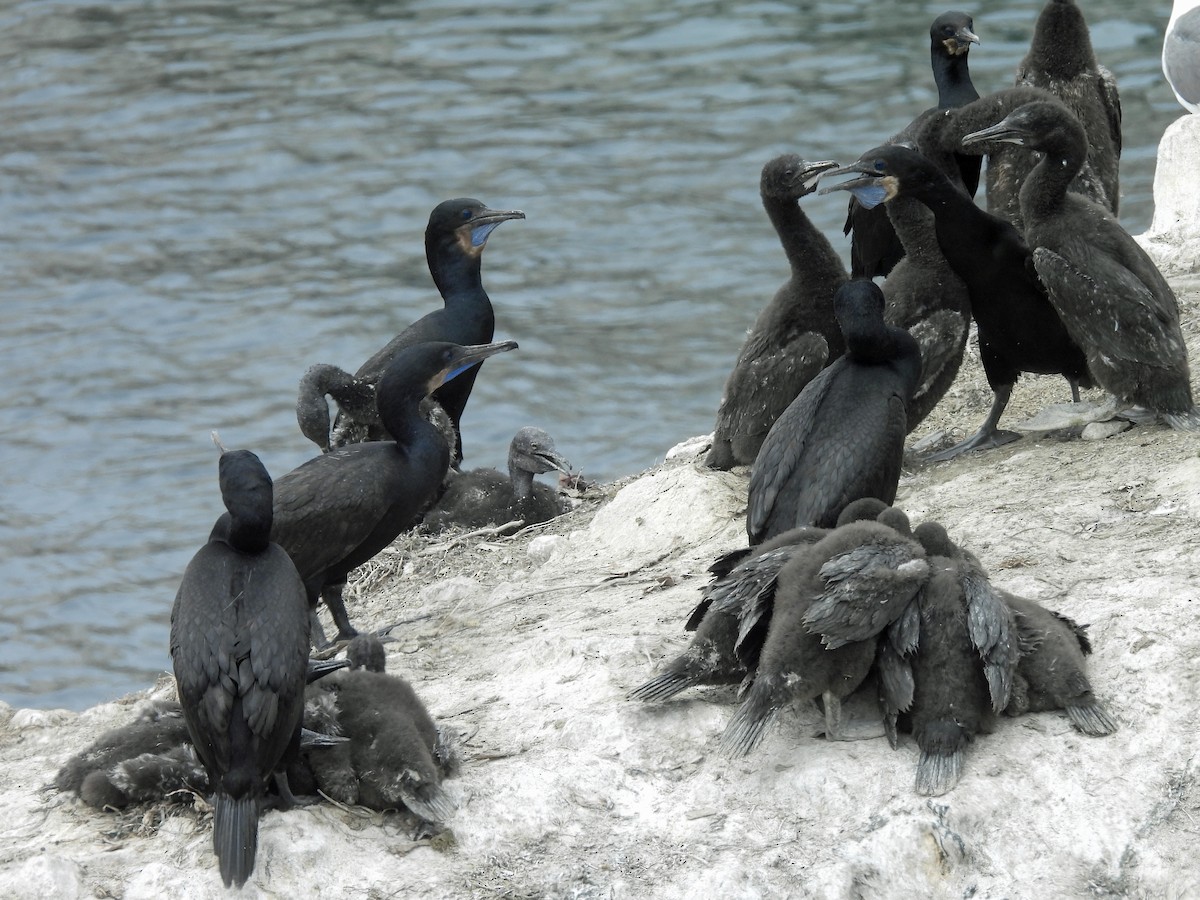 Brandt's Cormorant - ML638755810