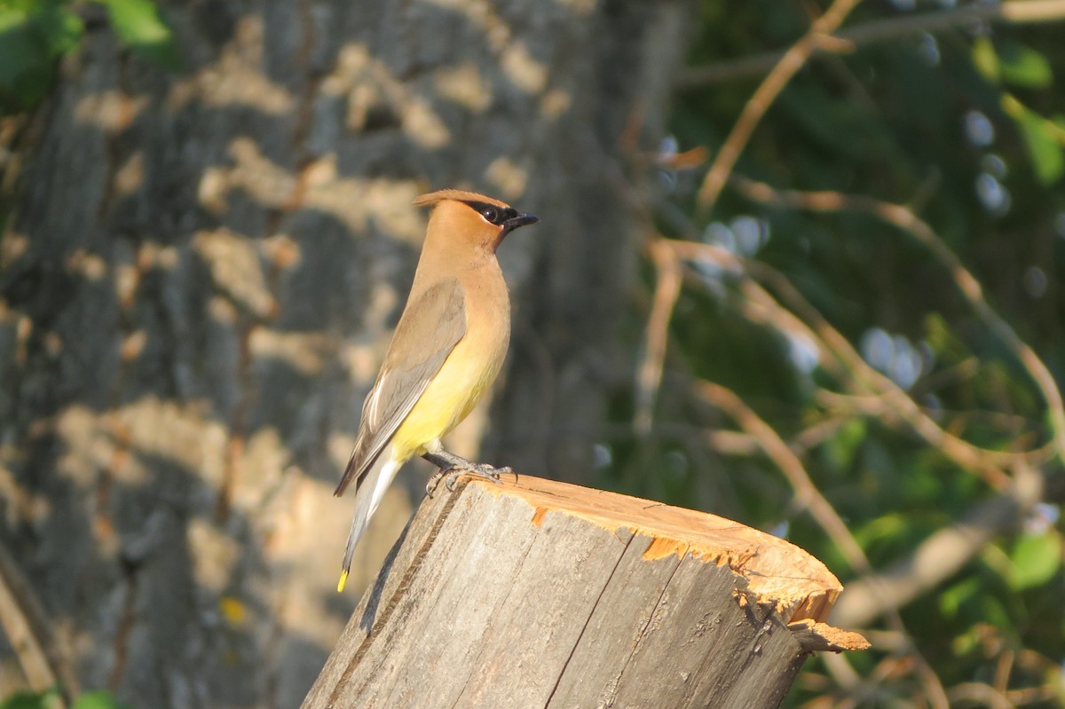 Cedar Waxwing - ML638755826