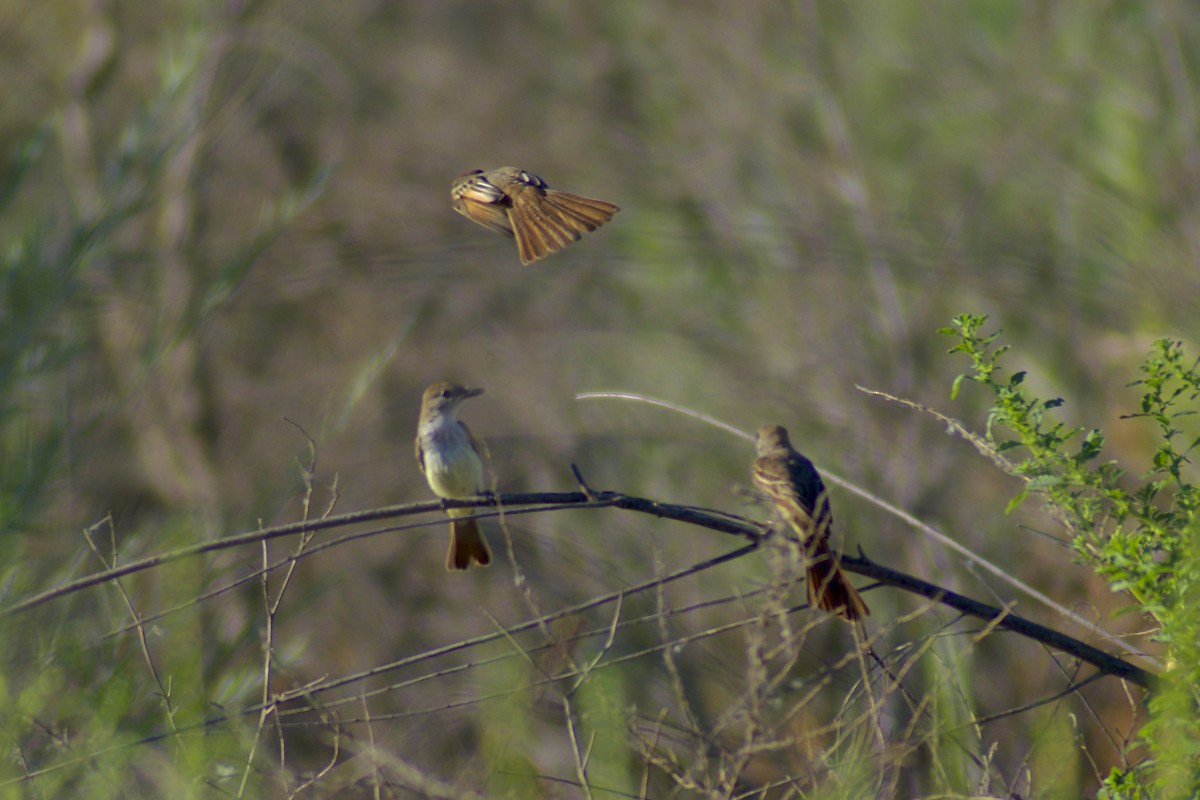 Ash-throated Flycatcher - ML638755827