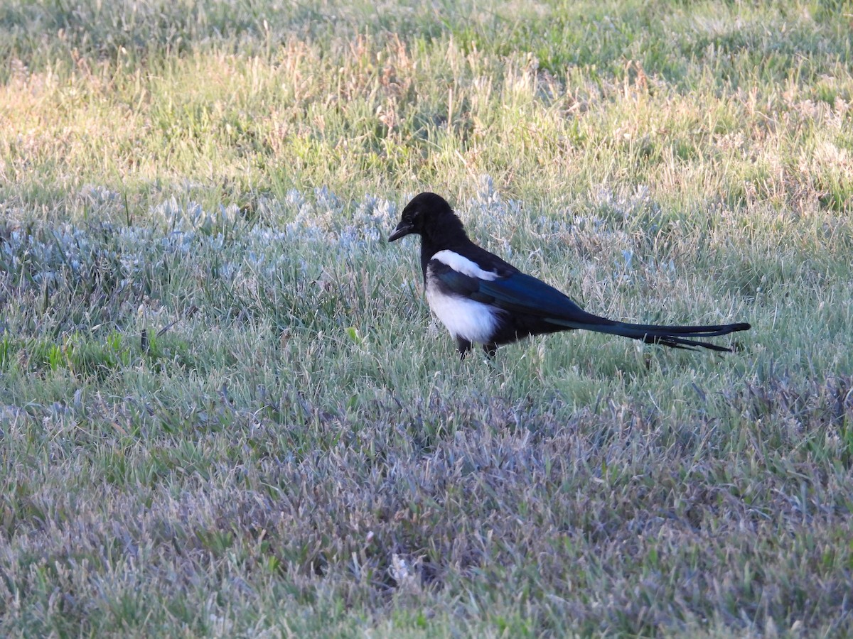 Black-billed Magpie - ML638755887