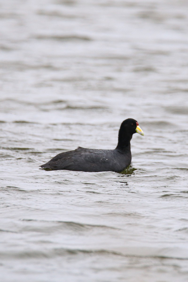 ハイイロオオバン - ML638755898