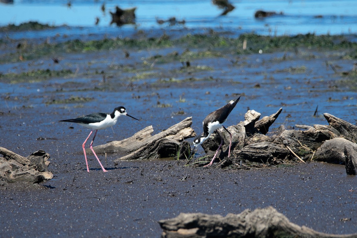 Black-necked Stilt - ML638755903