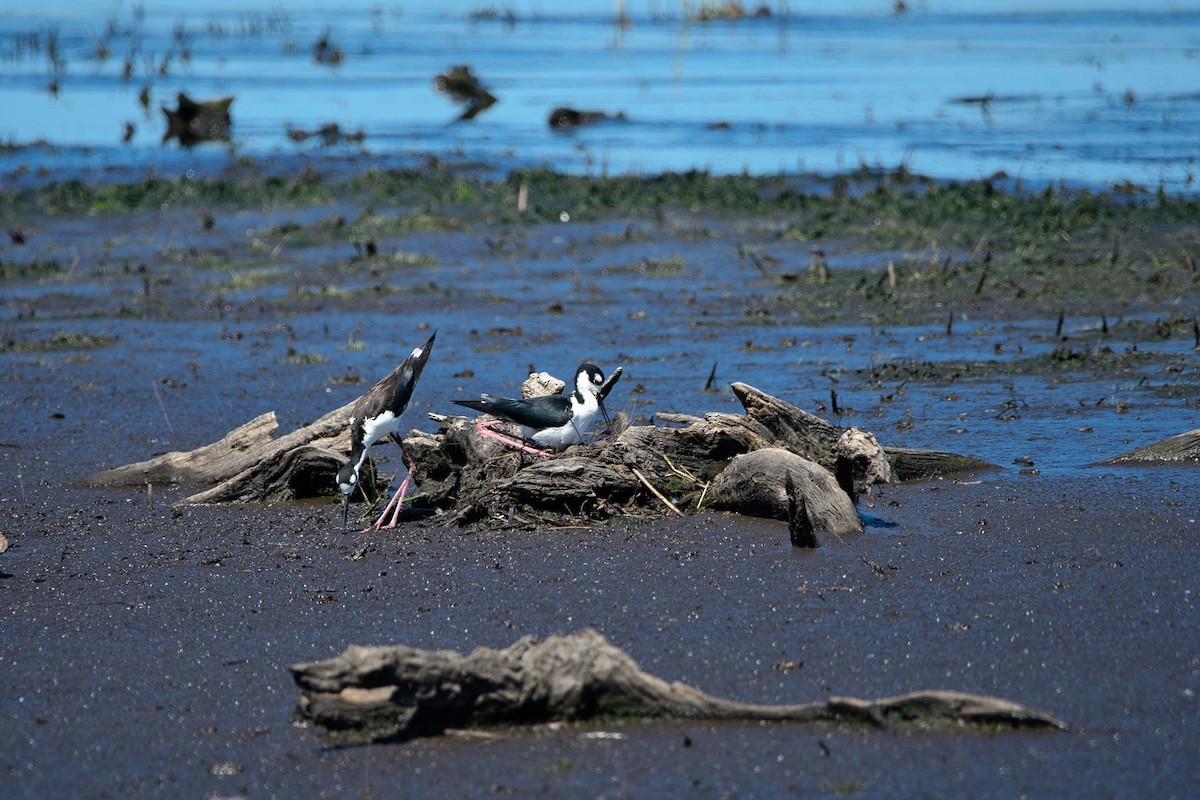 Black-necked Stilt - ML638755917