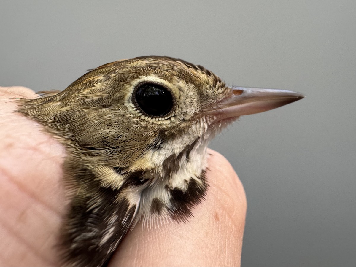 Ovenbird - ML638755925