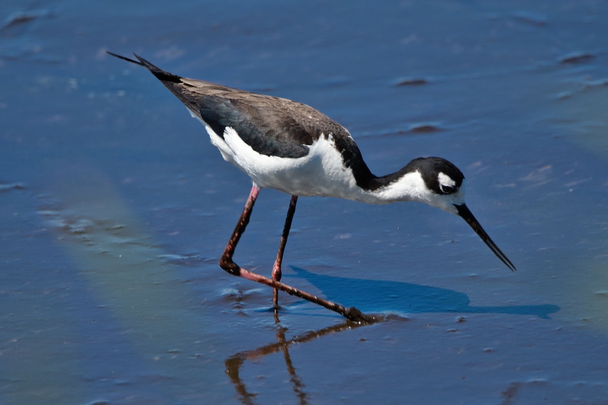 Black-necked Stilt - ML638755937