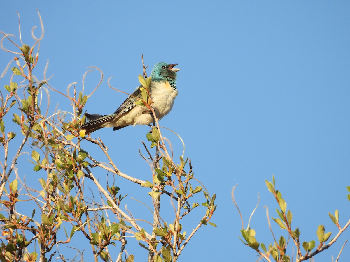 Lazuli Bunting - ML638755938