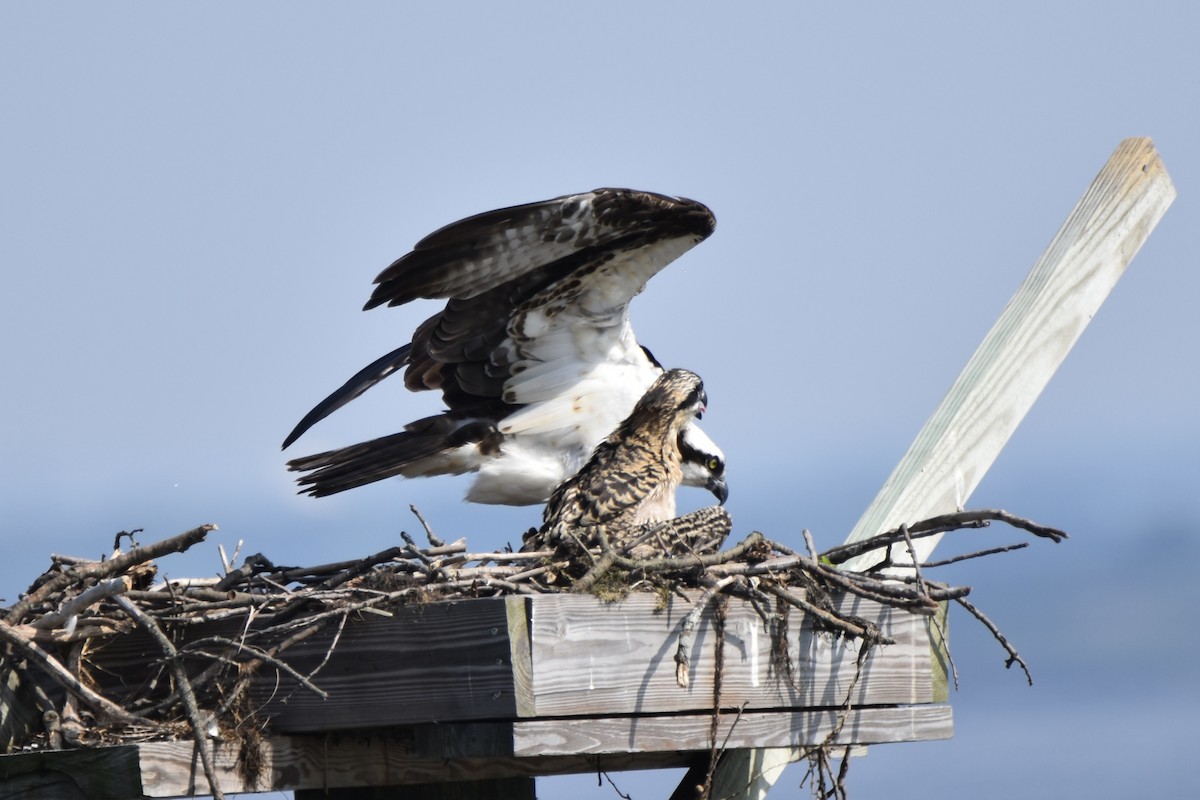 Osprey - ML638755939