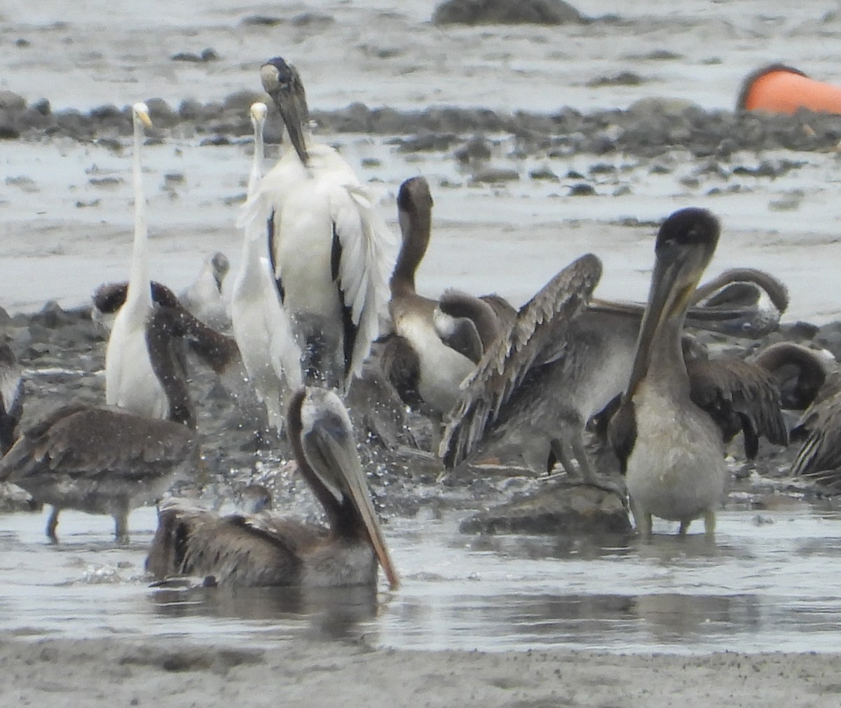 Wood Stork - ML638755941