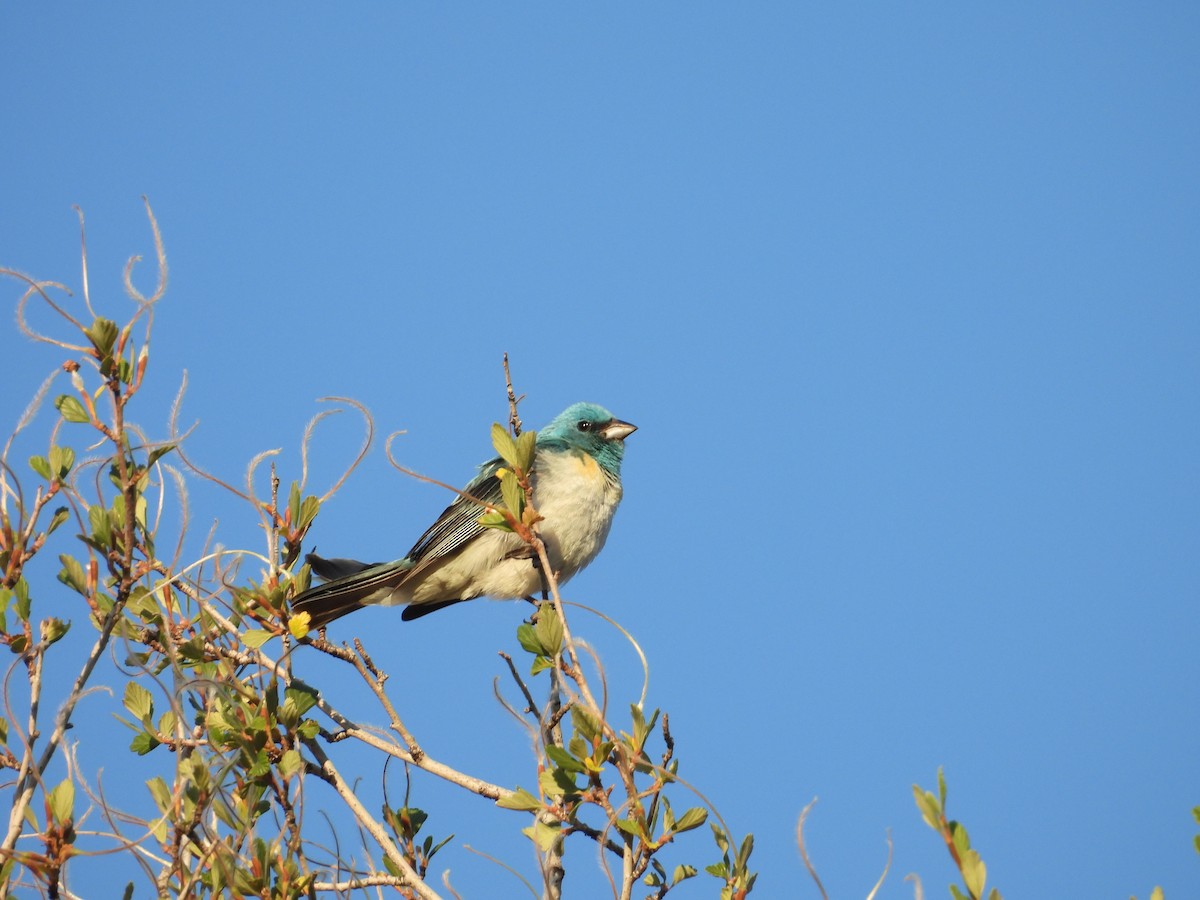 Lazuli Bunting - ML638755942