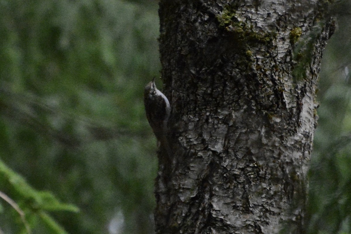 Eurasian Treecreeper - ML638755944