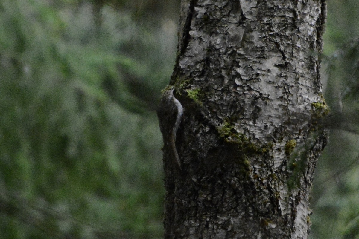 Eurasian Treecreeper - ML638755945