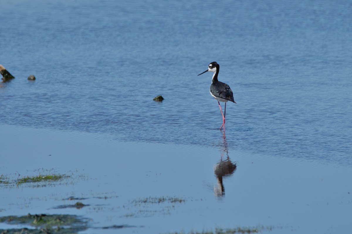 Black-necked Stilt - ML638755946
