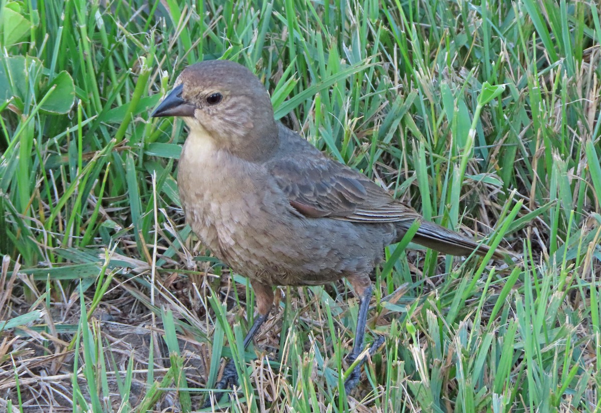Brown-headed Cowbird - ML638755949
