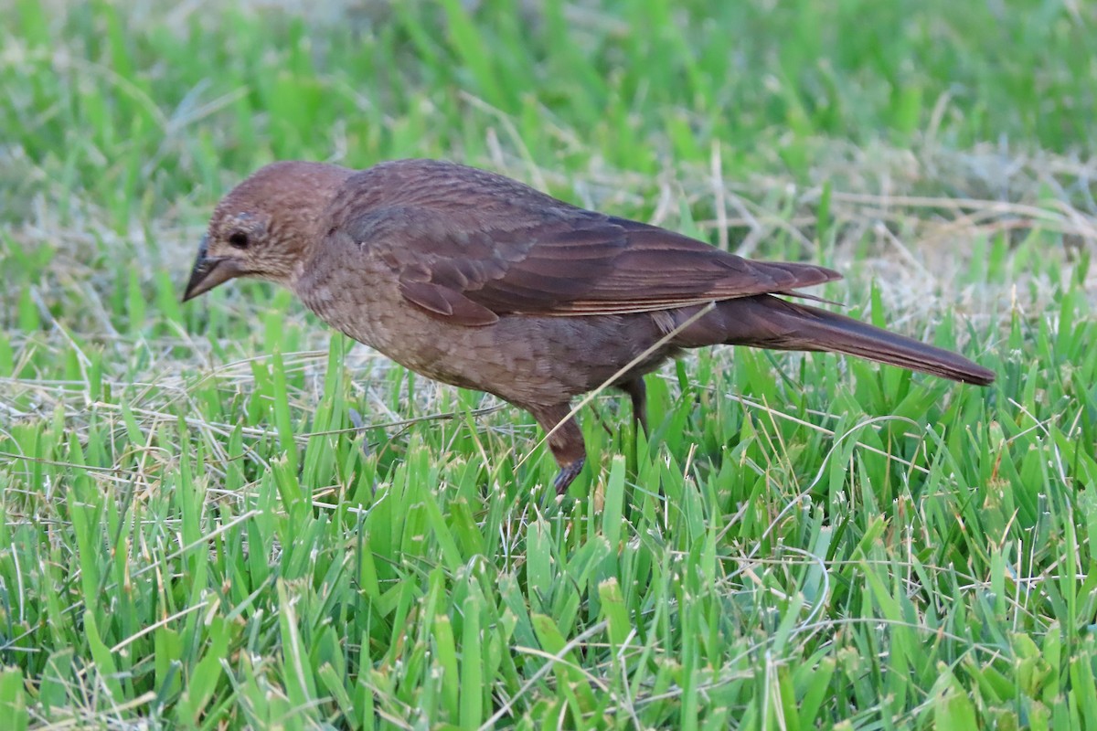Brown-headed Cowbird - ML638755952
