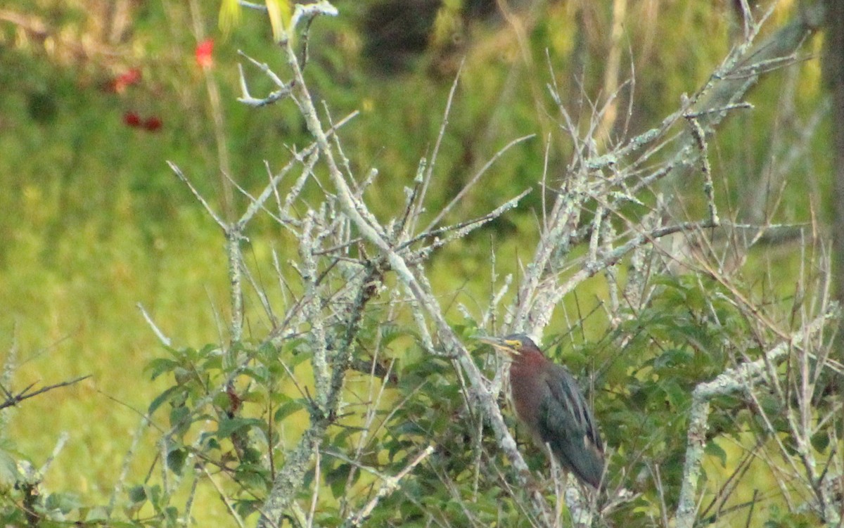 Green Heron - ML638755953