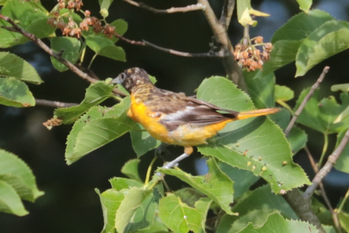 Baltimore Oriole - ML638755957