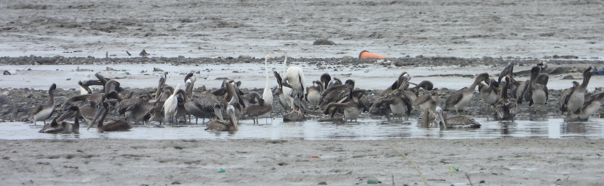 Brown Pelican - ML638755958