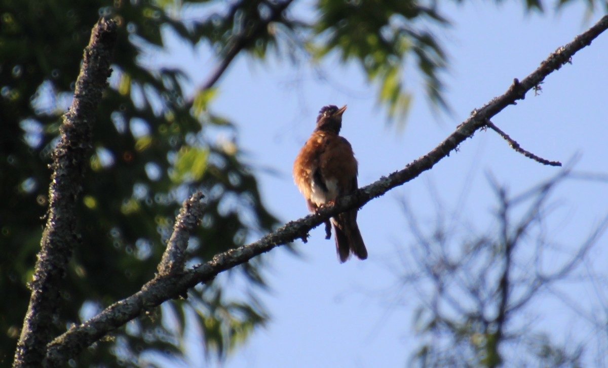 American Robin - ML638755960