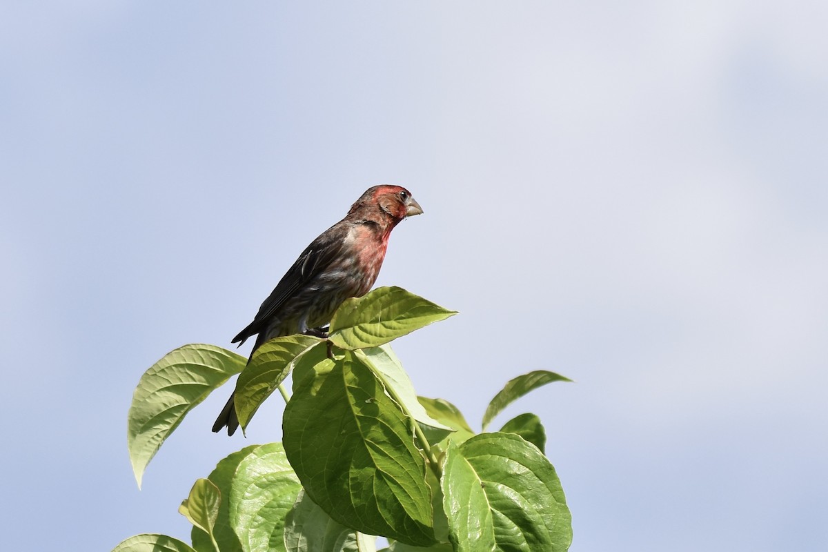 House Finch - ML638755962