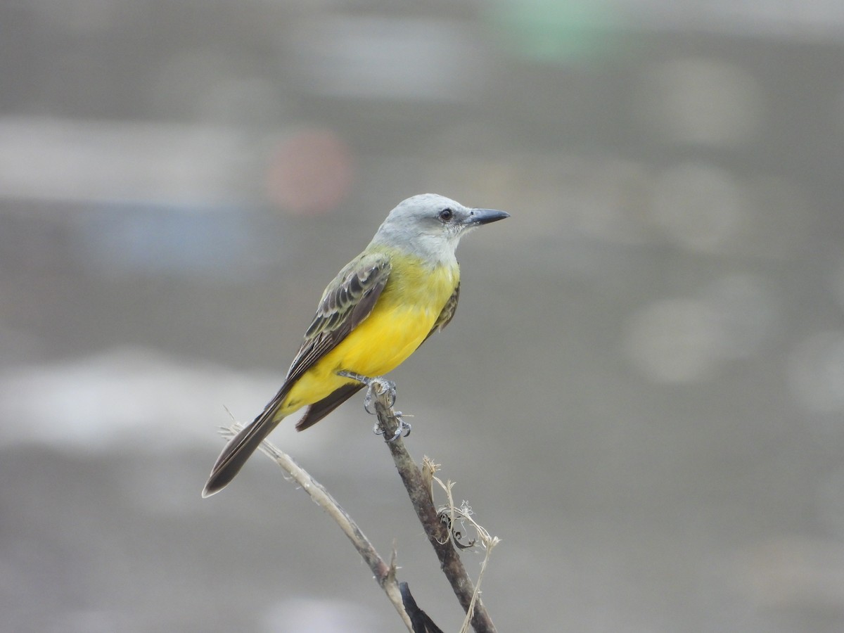 Tropical Kingbird - ML638755964