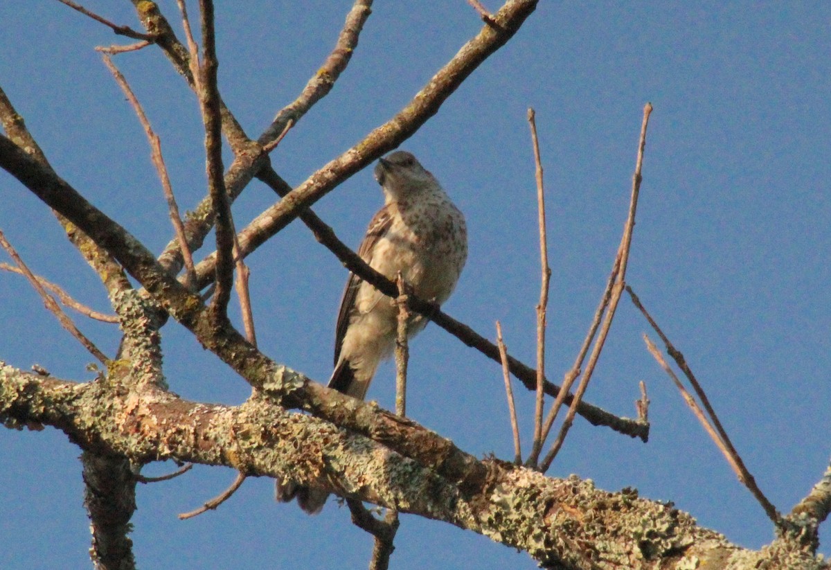 Northern Mockingbird - ML638755971