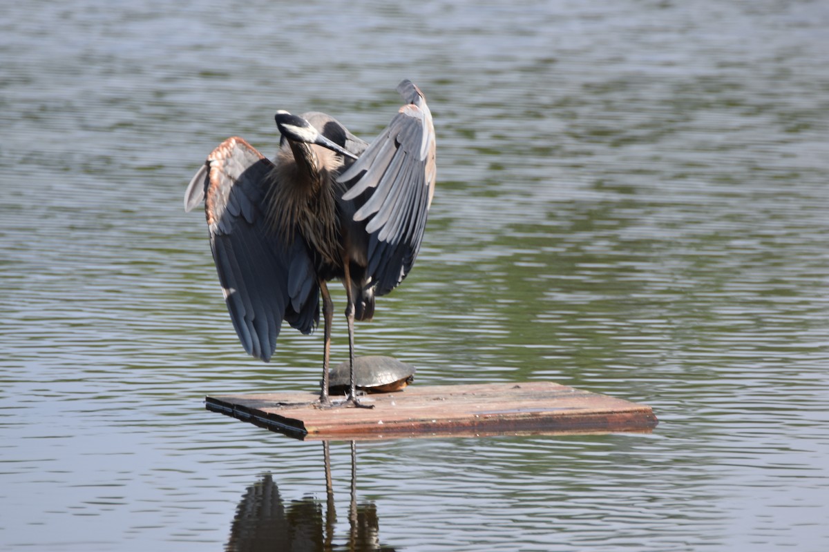 Great Blue Heron - ML638755984