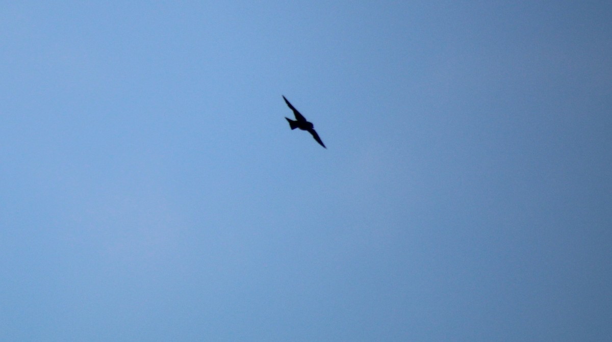 Tree Swallow - ML638755986