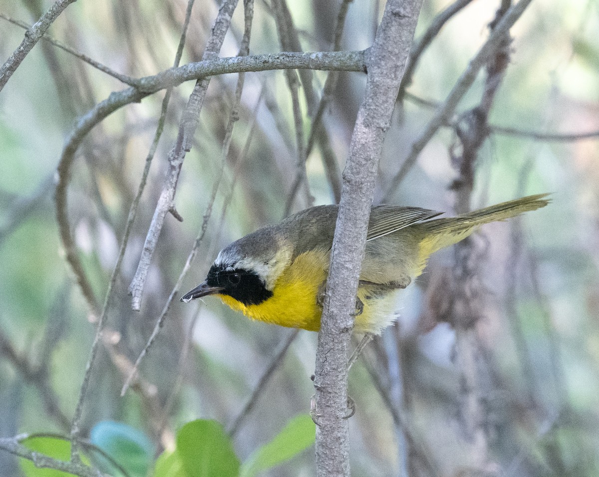 Common Yellowthroat - ML638755987