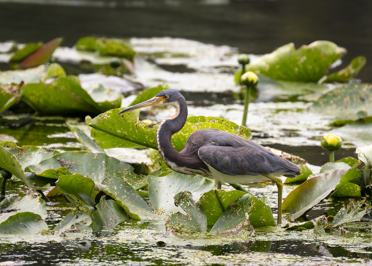 Tricolored Heron - ML638755989