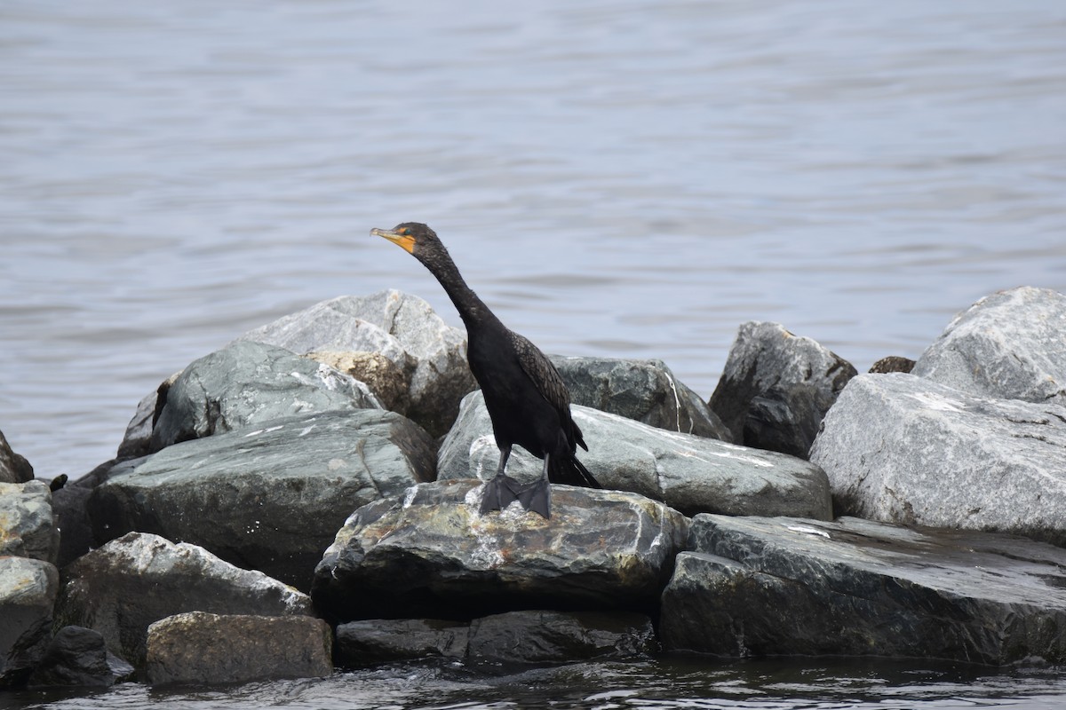 Double-crested Cormorant - ML638755990