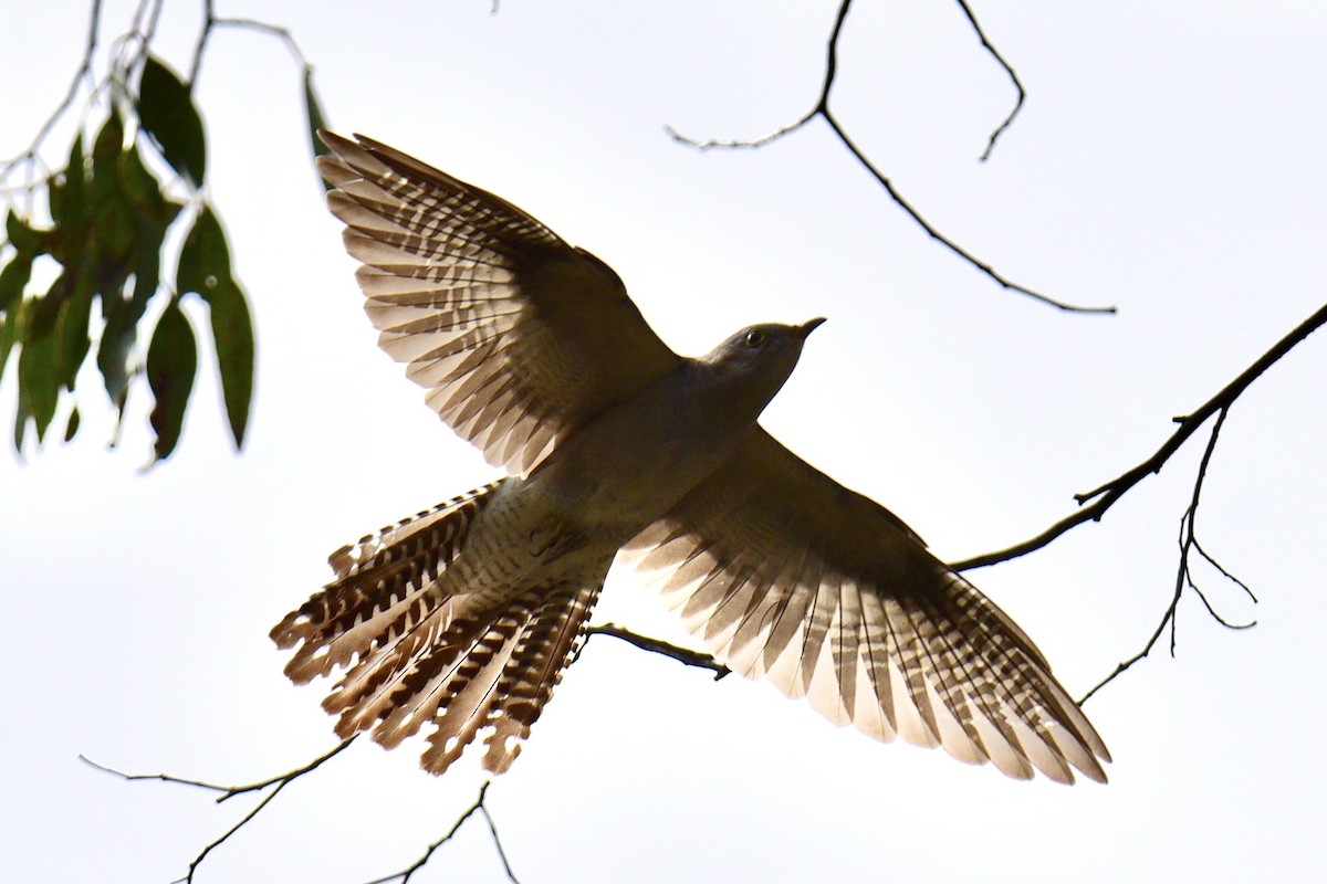 Pallid Cuckoo - ML638755992
