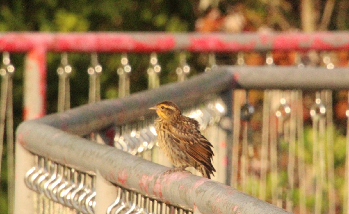 Red-winged Blackbird - ML638755997