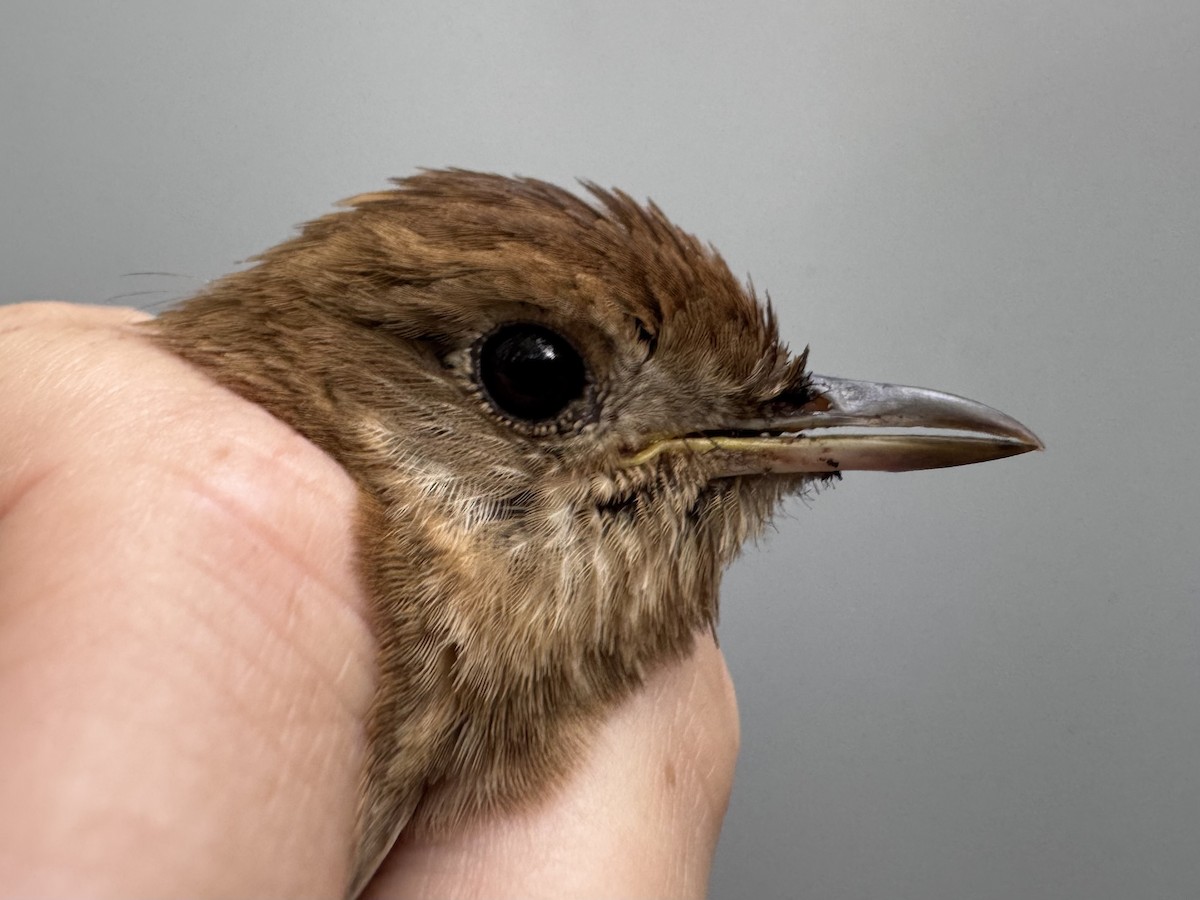Veery - ML638756002