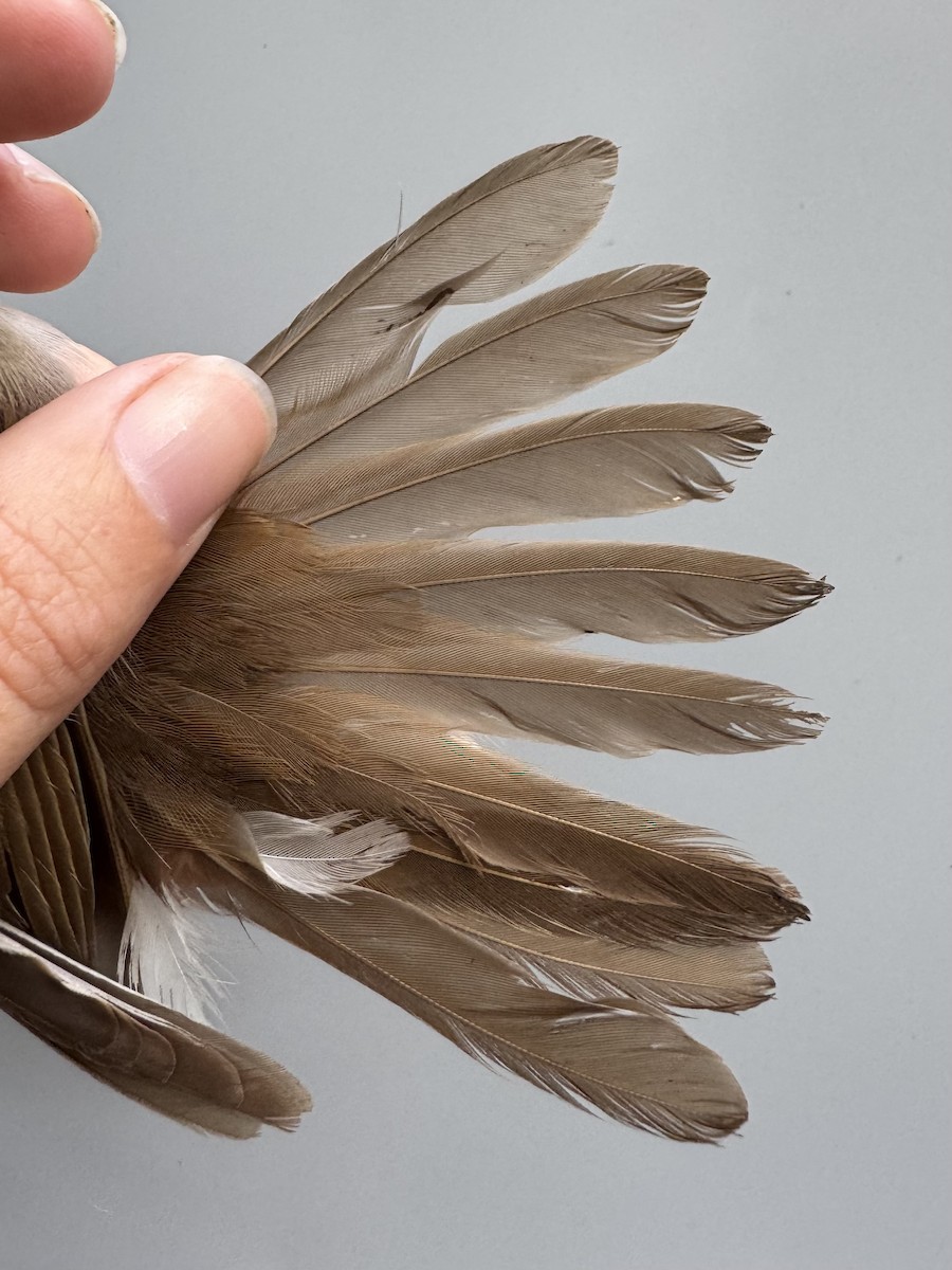 Veery - ML638756003