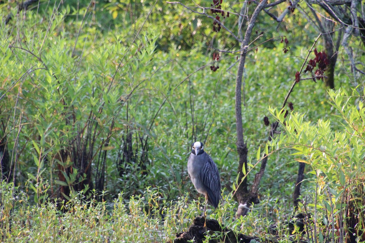 Yellow-crowned Night Heron - ML638756007