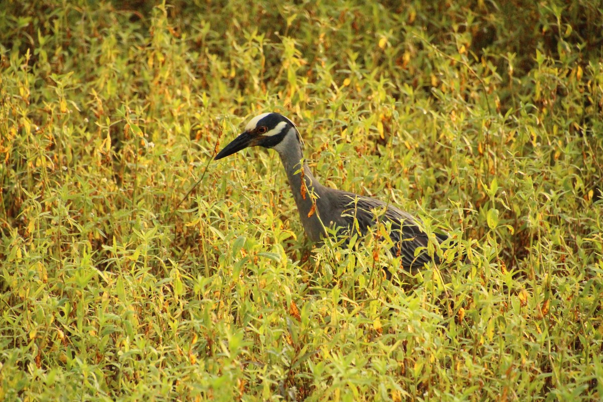 Yellow-crowned Night Heron - ML638756008