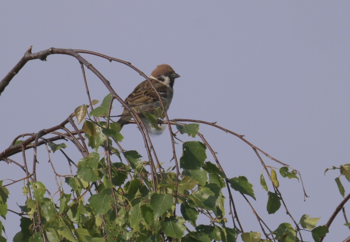 Eurasian Tree Sparrow - ML638756011