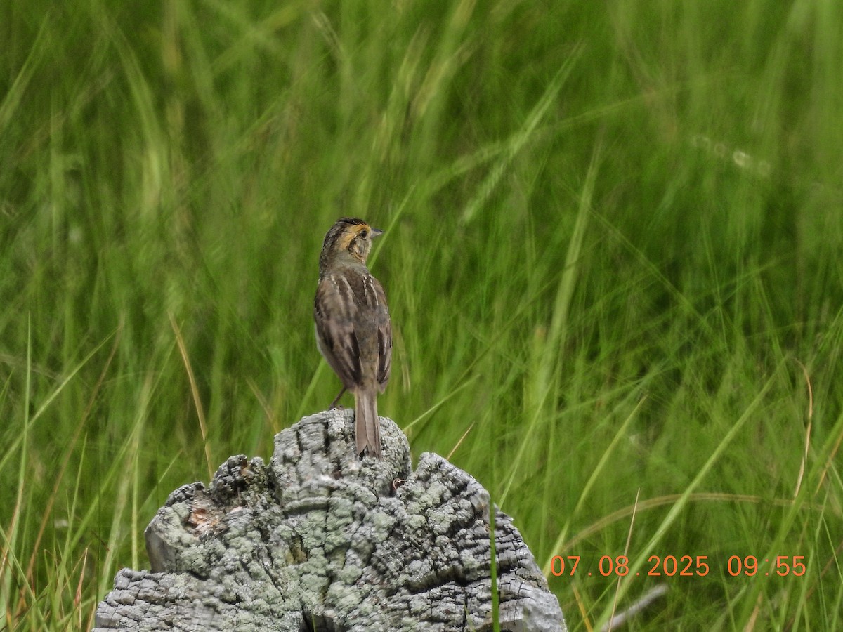 Nelson's Sparrow - ML638756021